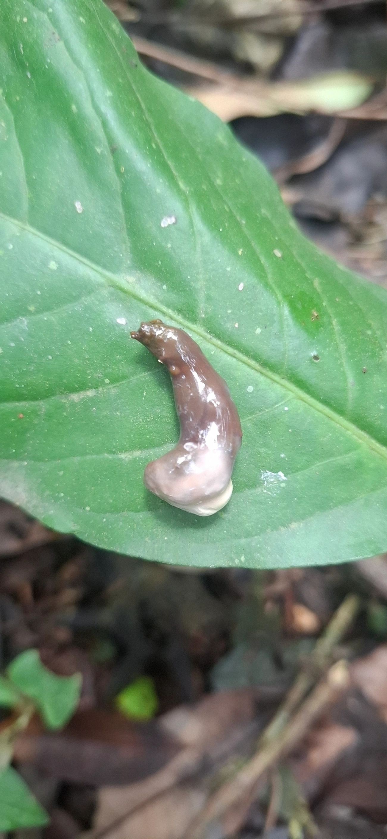 Pseudogeoplana, outros, fotografado em São Sebastião