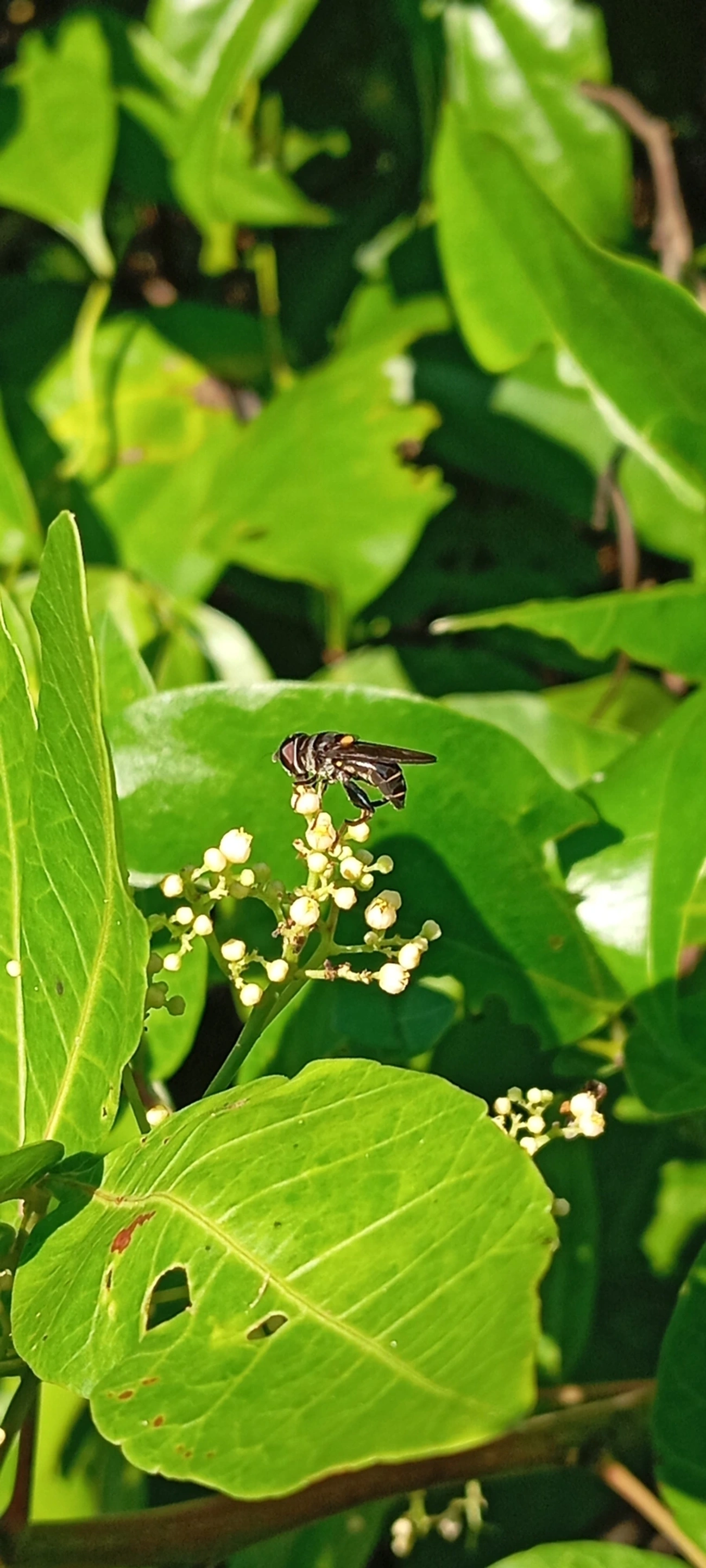 Palpada, insetos, fotografado em Maresias, São Sebastião