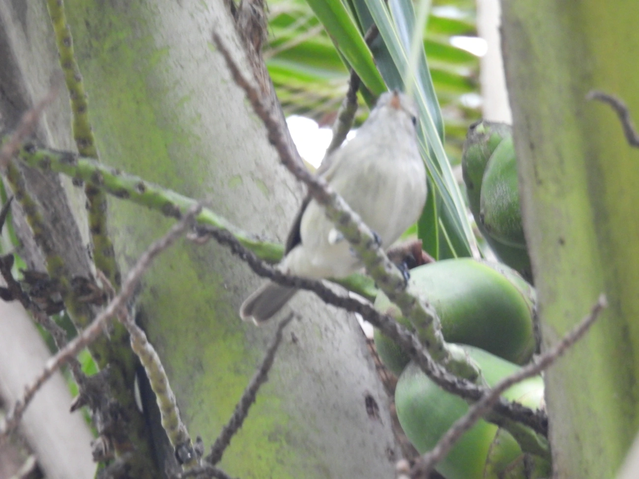 Risadinha (Camptostoma obsoletum), aves, fotografado em Maresias, São Sebastião