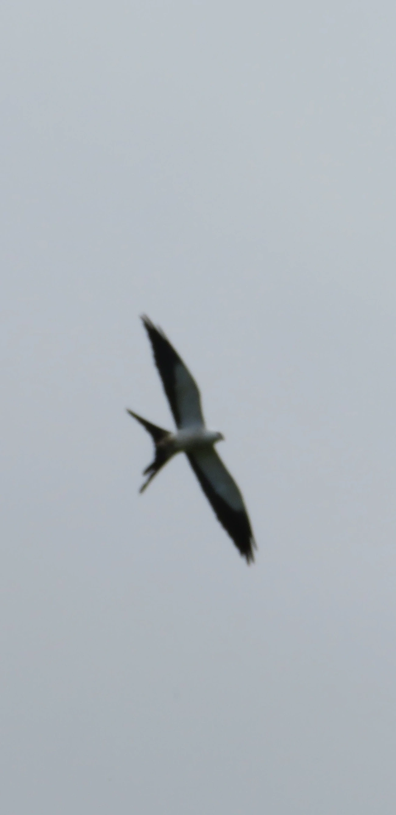 Gavião-tesoura (Elanoides forficatus), aves, fotografado em Calhetas, São Sebastião