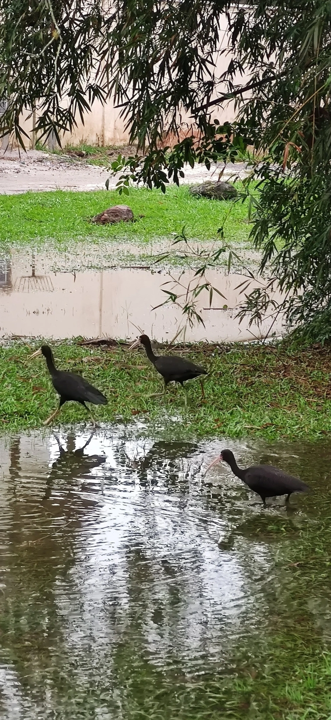Tapicuru (Phimosus infuscatus), aves, fotografado em Maresias, São Sebastião