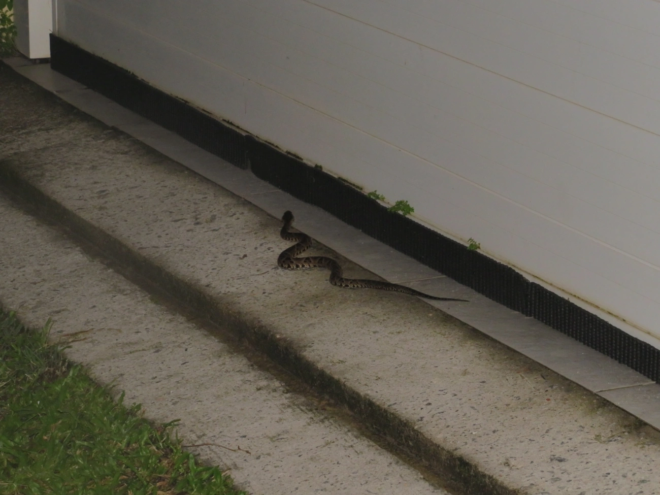 Jararacuçu (Bothrops jararacussu), répteis, fotografado em Maresias, São Sebastião