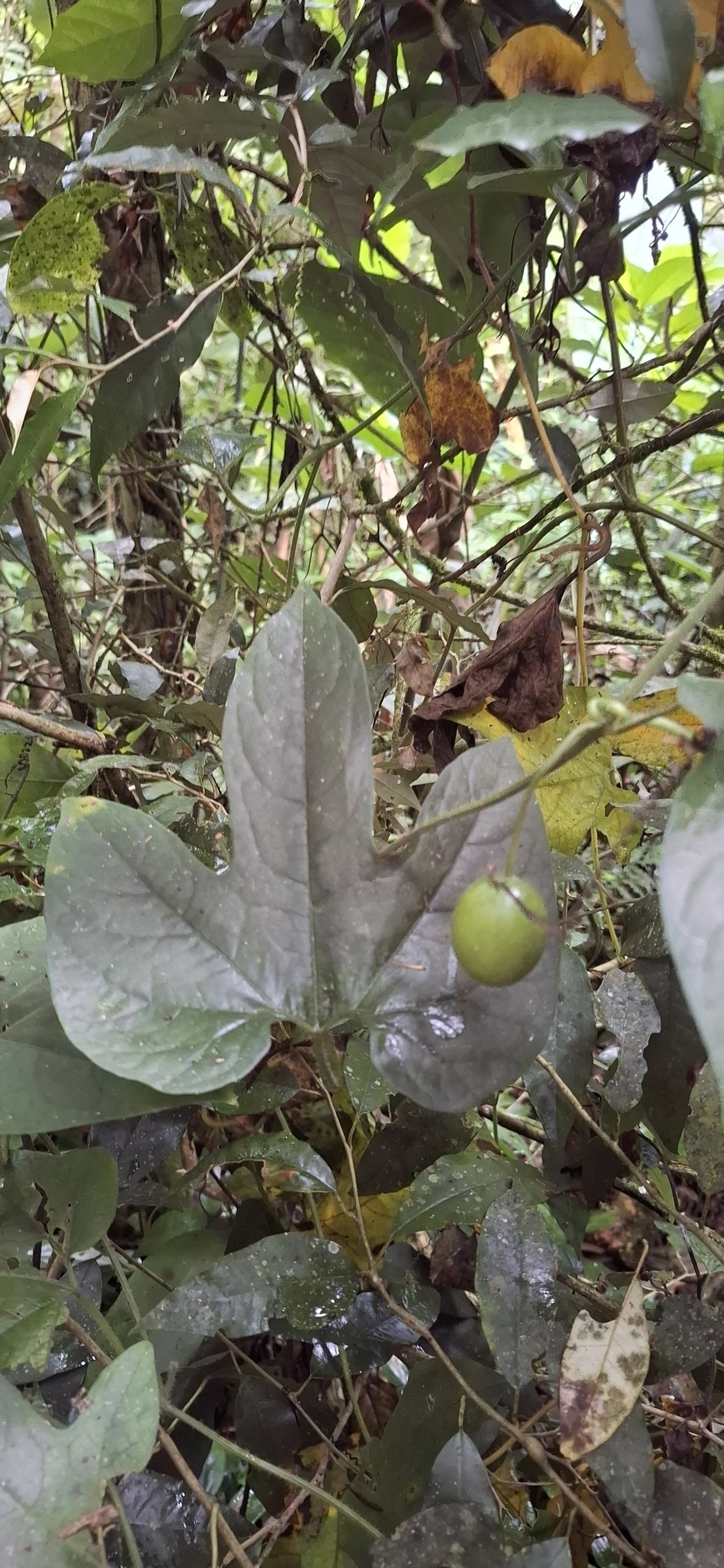 Dicotiledóneas (Magnoliopsida), plantas, fotografado em Maresias, São Sebastião