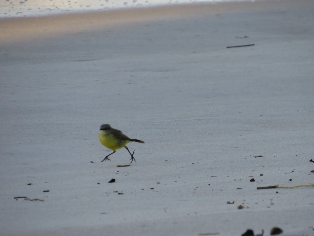 Suiriri-cavaleiro (Machetornis rixosa), aves, fotografado em Maresias, São Sebastião