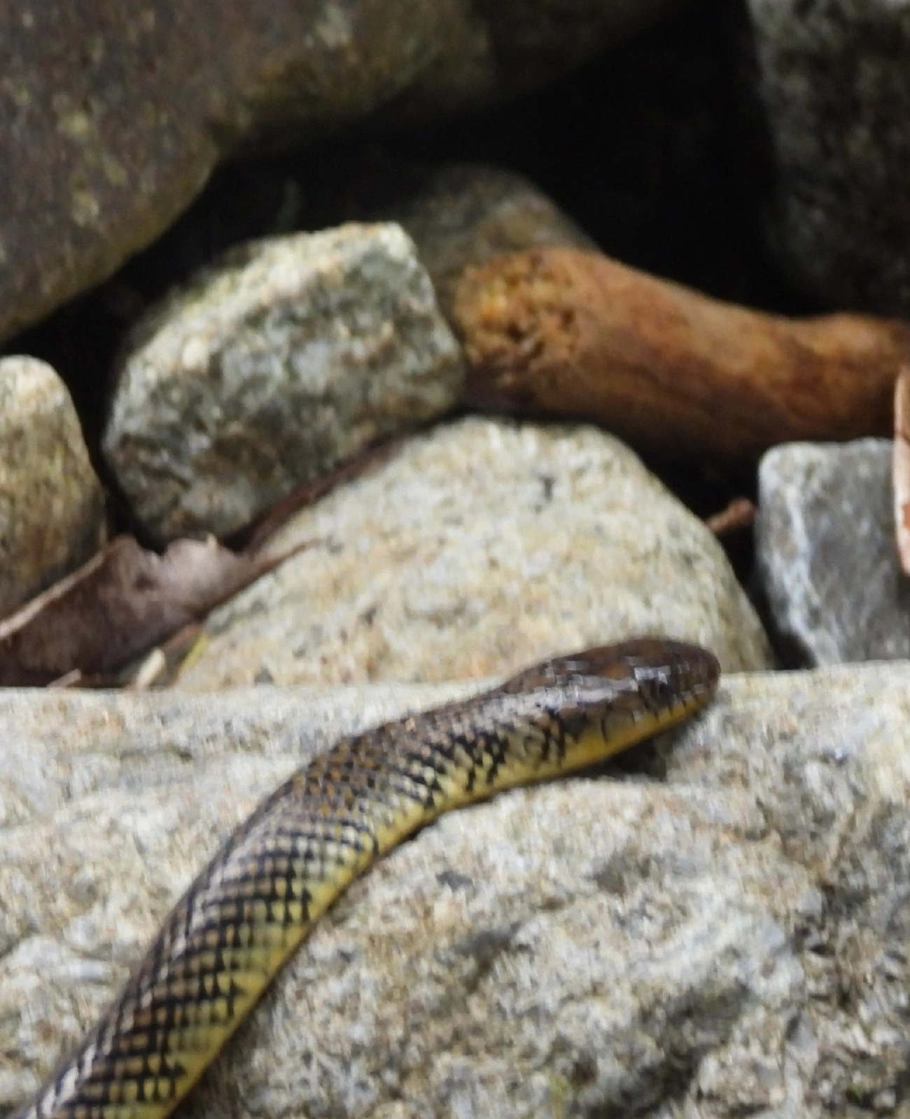 Cobra-d’água-comum (Erythrolamprus miliaris), répteis, fotografado em Serrinha do Alambari