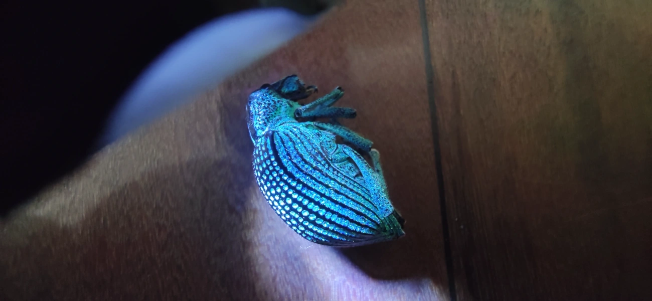 Gorgulho-diamante (Entimus imperialis), insetos, fotografado em Maresias, São Sebastião