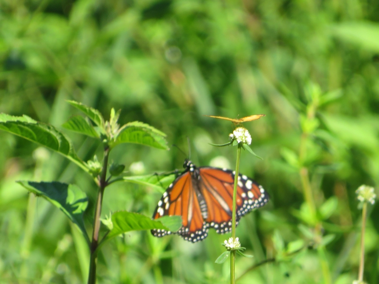 Monarca (Danaus erippus), insetos, fotografado em Maresias, São Sebastião