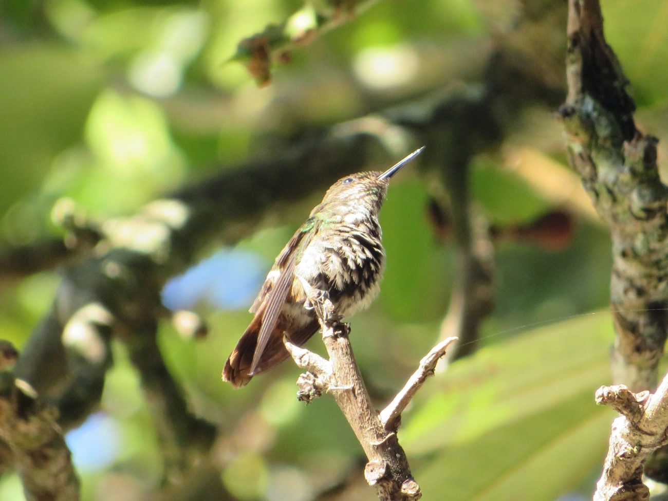 Topetinho-verde (Lophornis chalybeus), aves, fotografado em Maresias, São Sebastião