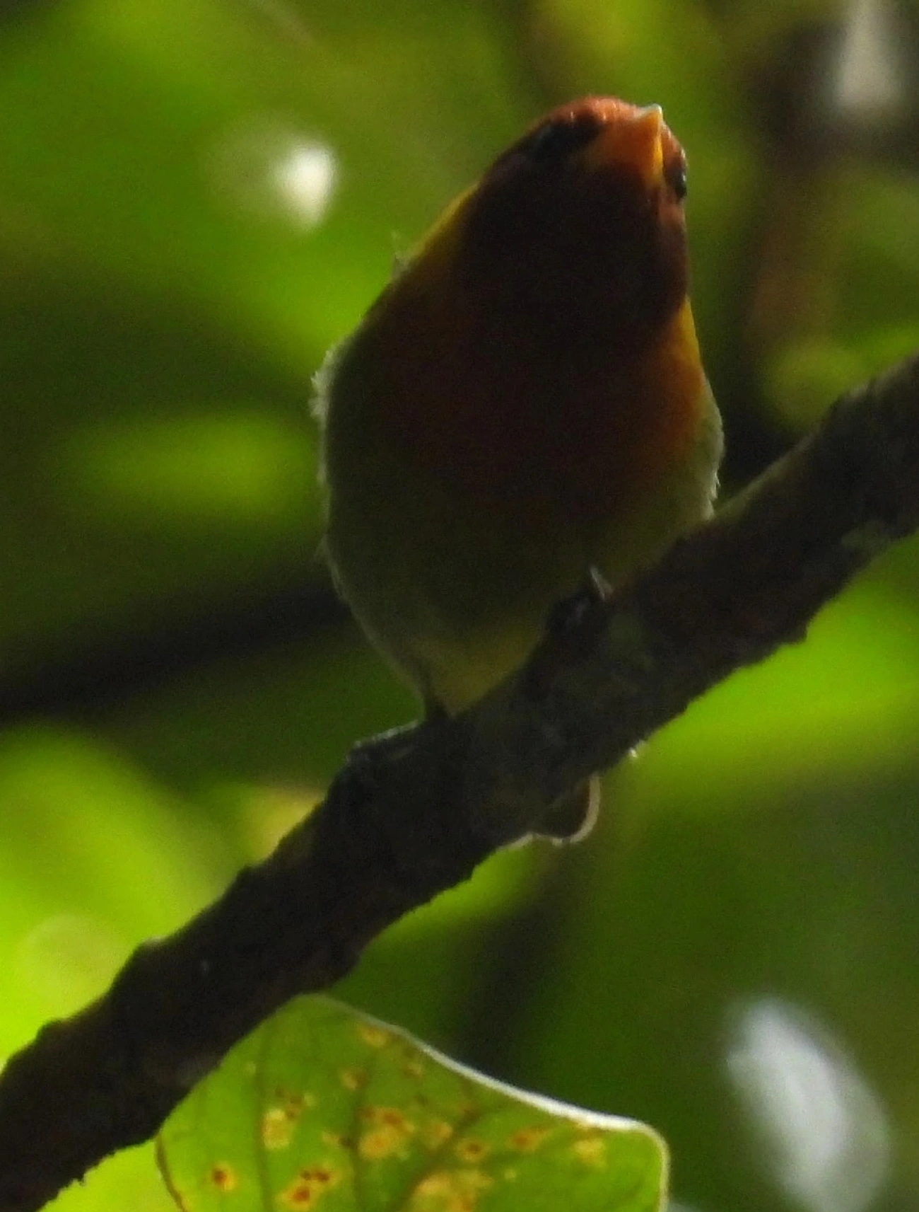 Saíra-ferrugem (Hemithraupis ruficapilla), aves, fotografado em Maresias, São Sebastião