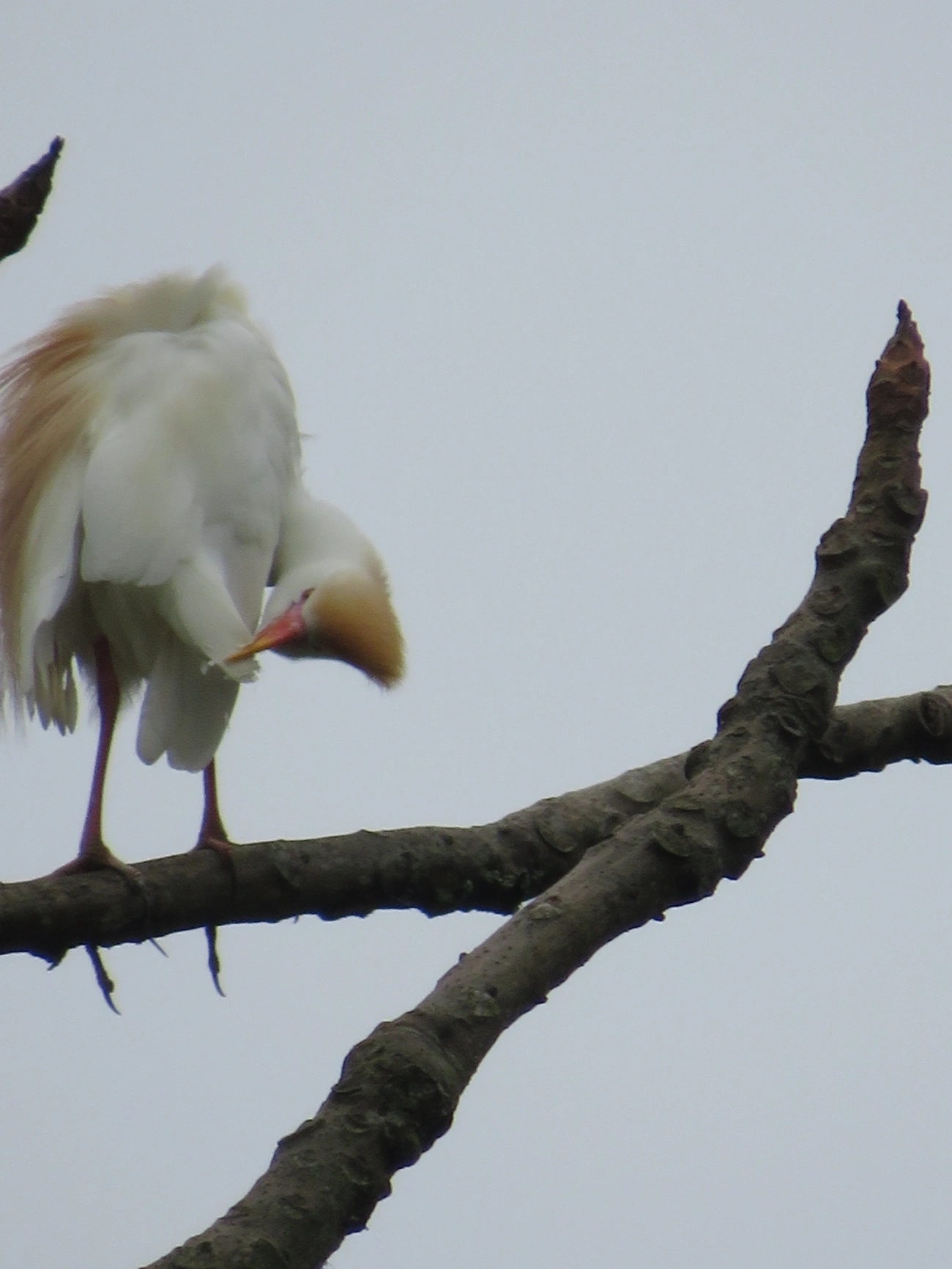 Garça-vaqueira (Ardea ibis), aves, fotografado em Maresias, São Sebastião
