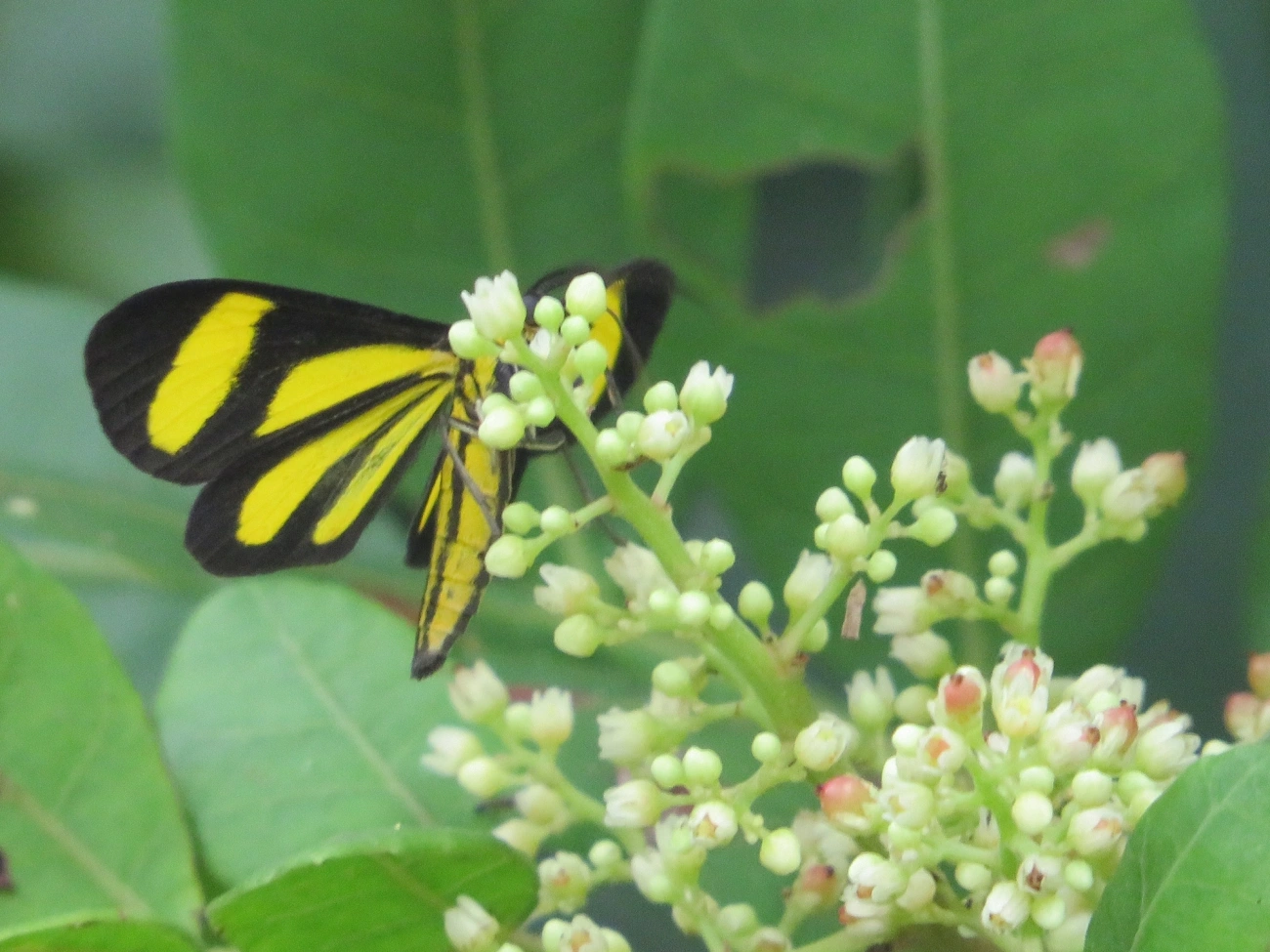 Cyllopoda claudicula, insetos, fotografado em Maresias, São Sebastião