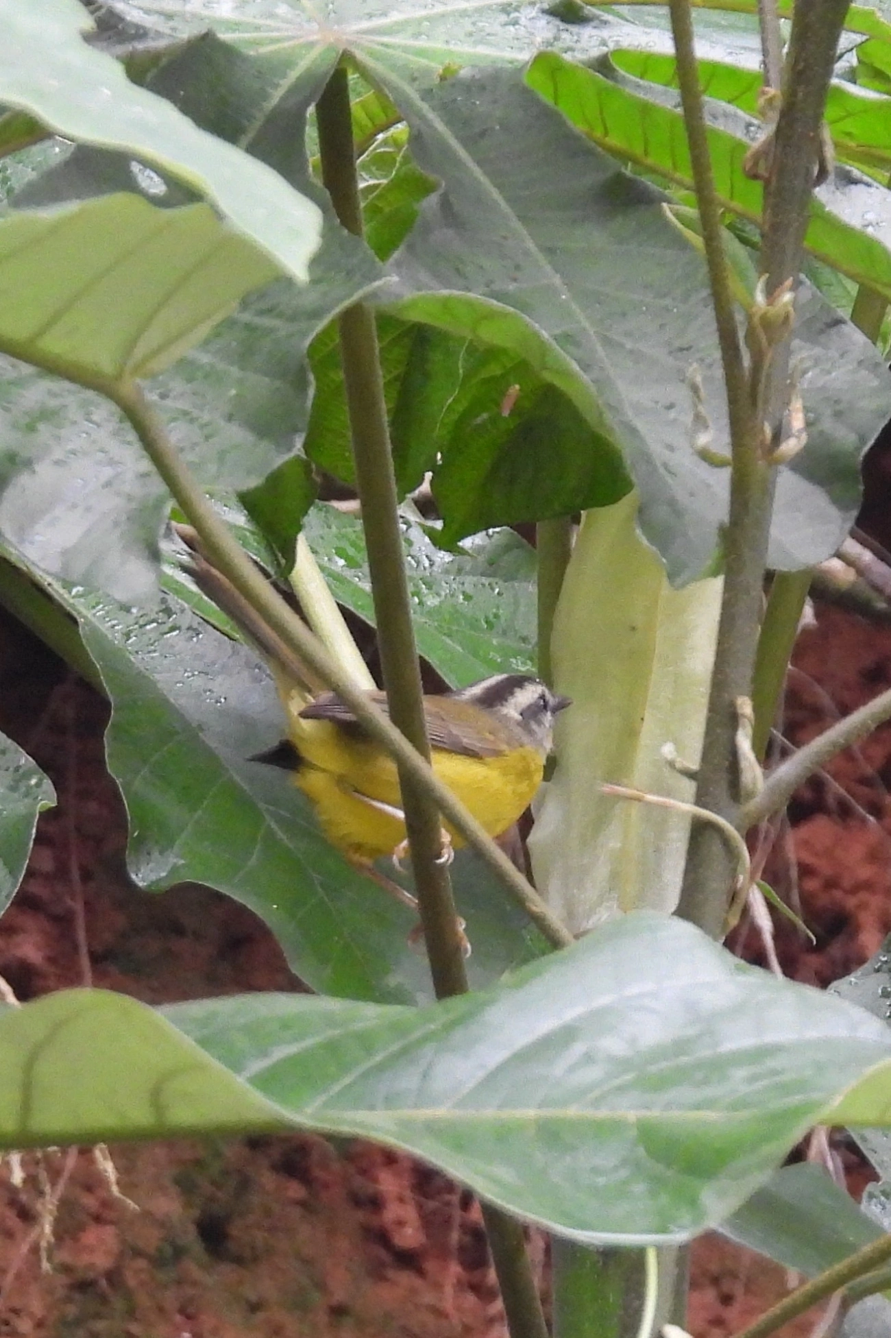 Pula-Pula (Basileuterus culicivorus), aves, fotografado em Guararema