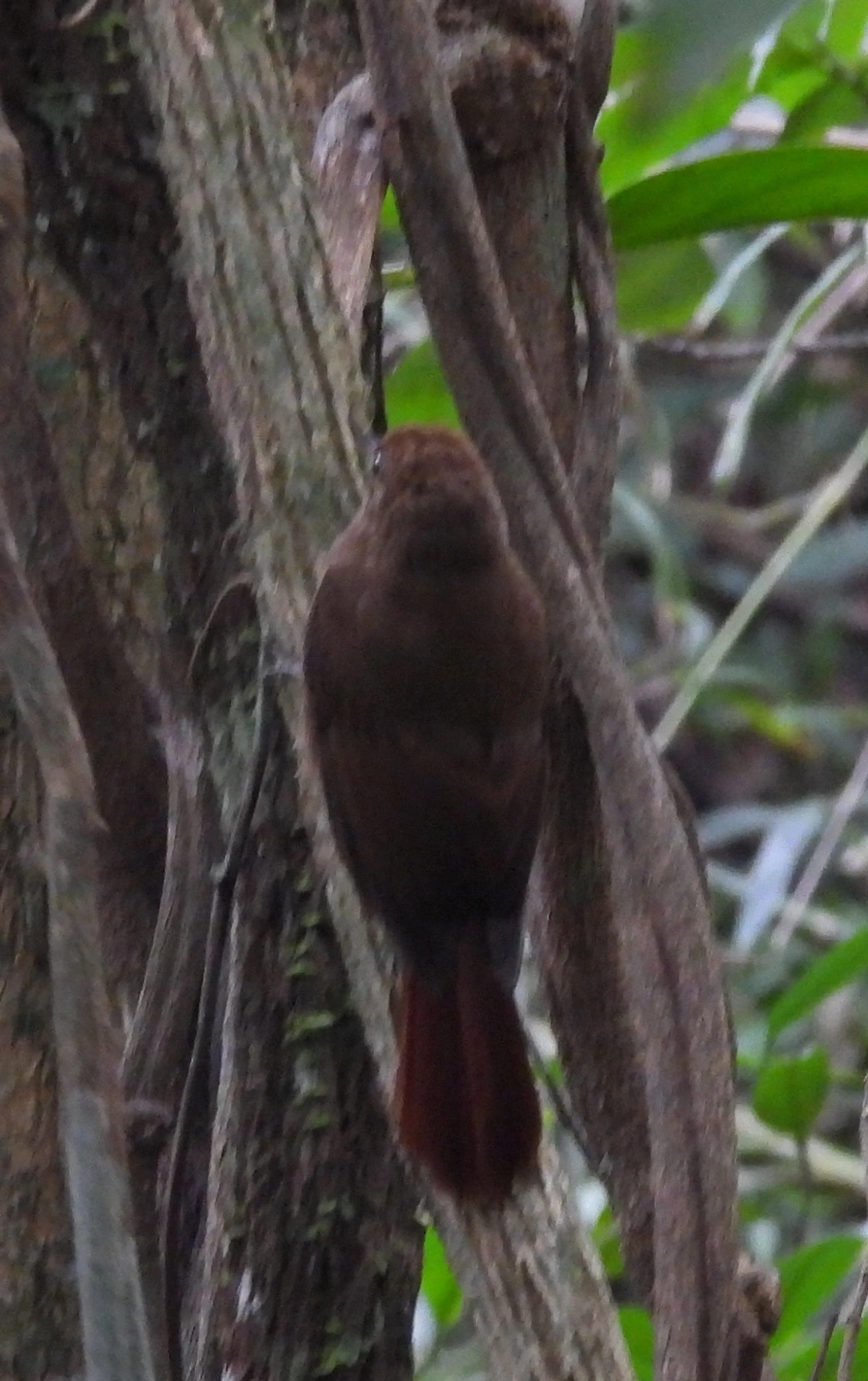 Arapaçu-liso (Dendrocincla turdina), aves, fotografado em Castelhanos, Ilhabela