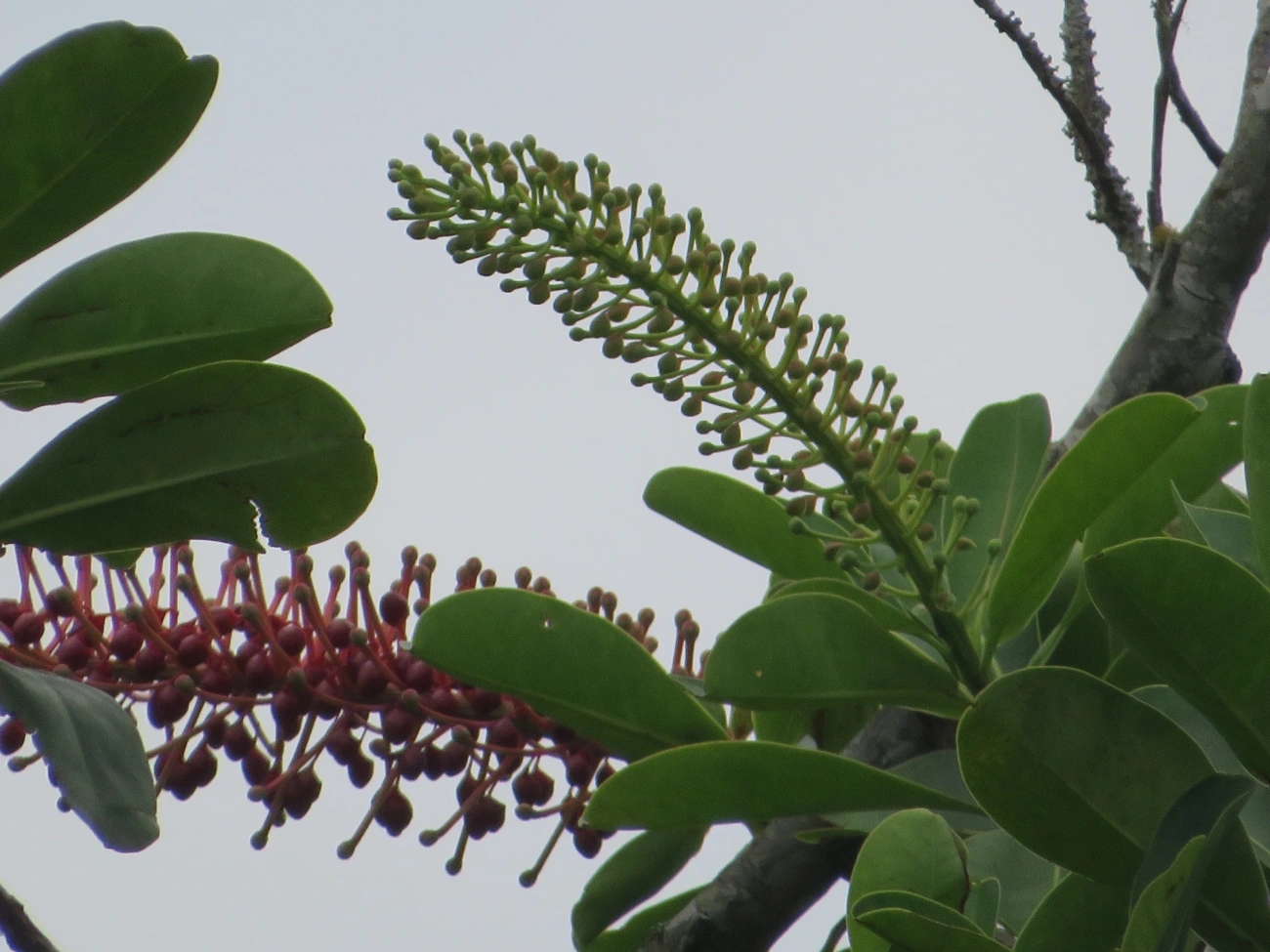 Agarrapé (Schwartzia brasiliensis), plantas, fotografado em Maresias, São Sebastião