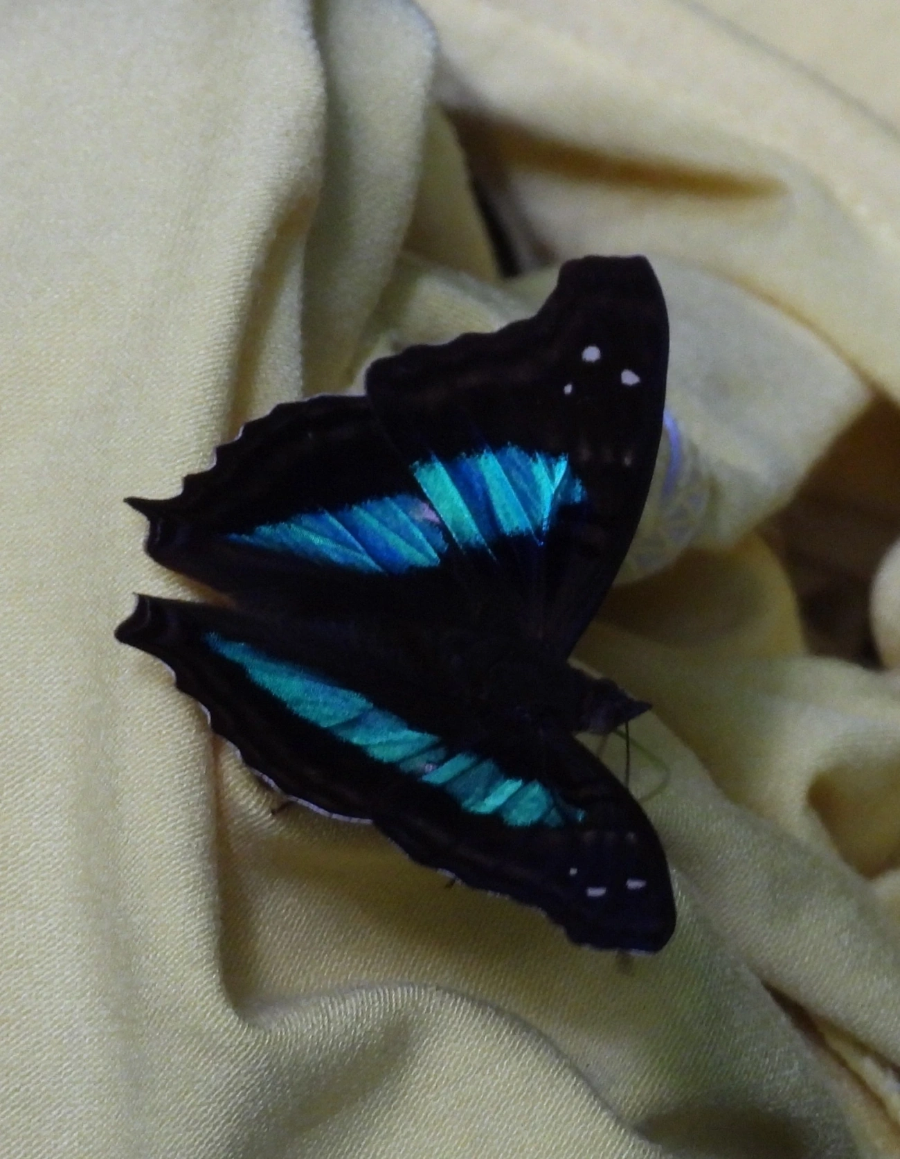 Mal Casados (Doxocopa laurentia), insetos, fotografado em Cabreúva