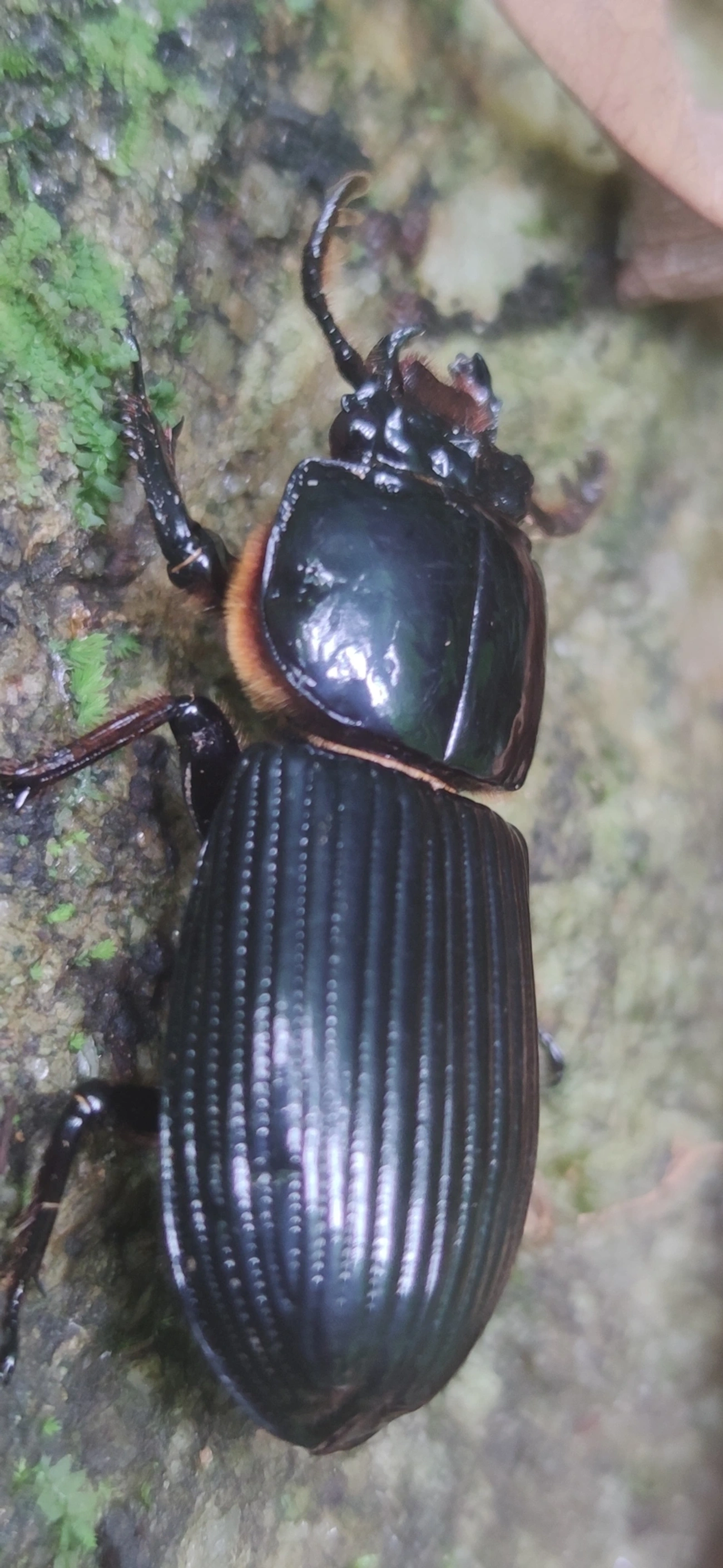 Passalidae, insetos, fotografado em Maresias, São Sebastião