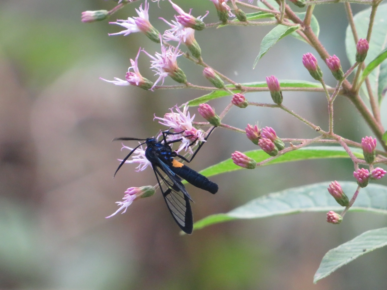 Pelluciditas dixanthia, insetos, fotografado em Maresias, São Sebastião