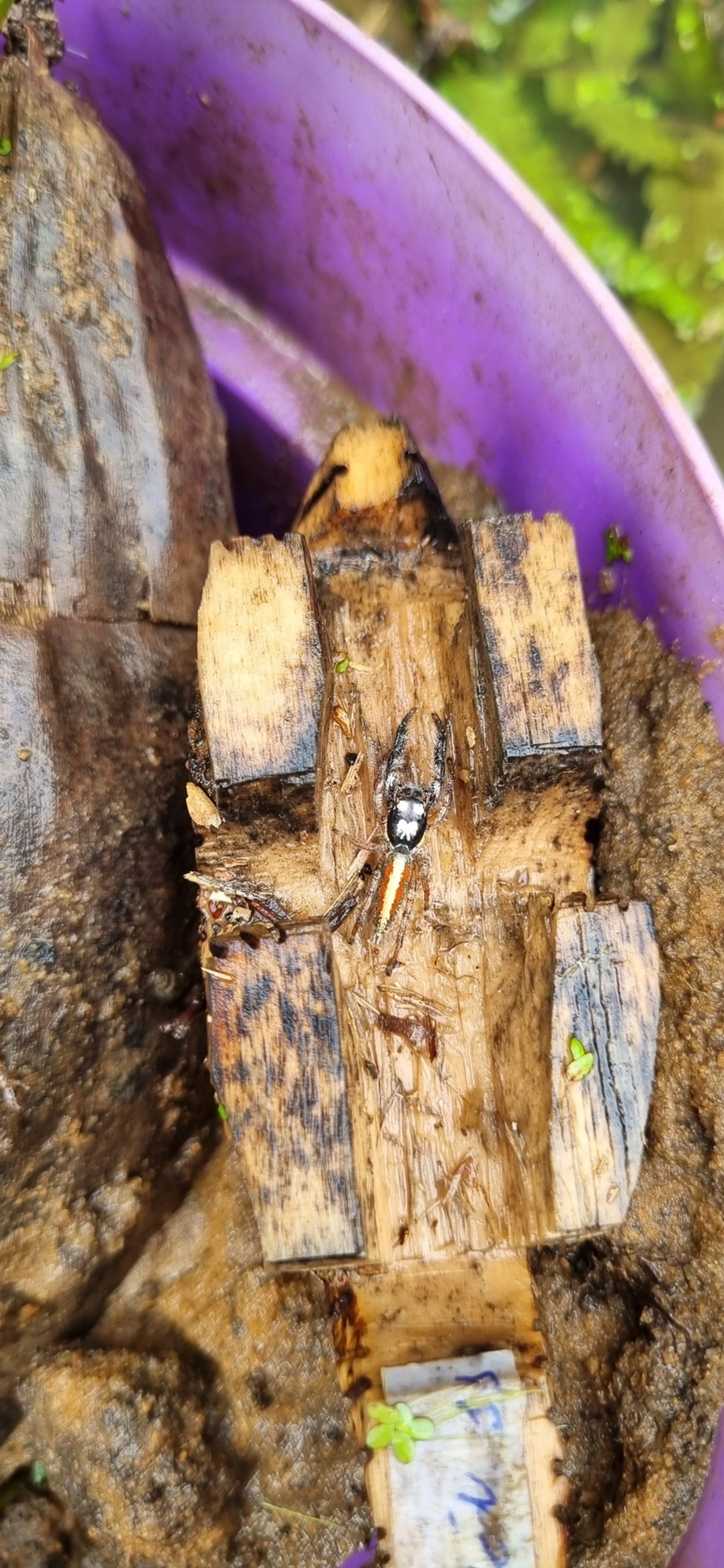 Psecas, aracnídeos, fotografado em Maresias, São Sebastião