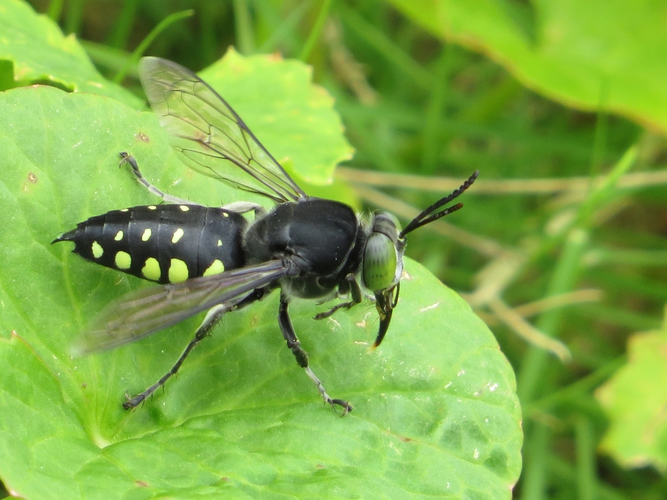 Stictia punctata, insetos, fotografado em Maresias, São Sebastião