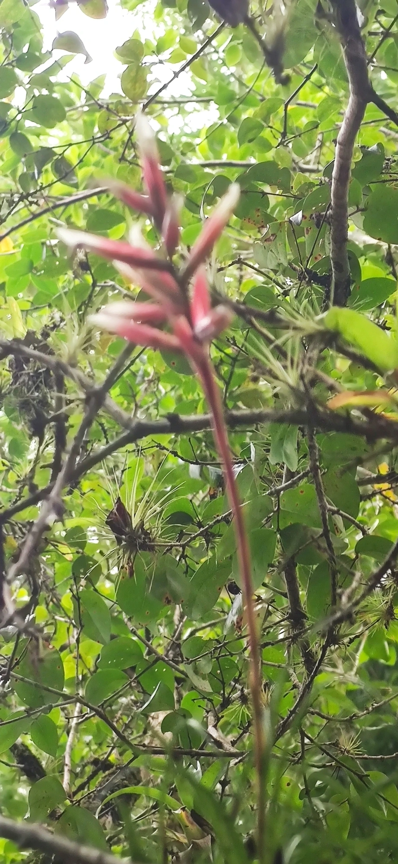 Vrísea (Vriesea correia-araujoi), plantas, fotografado em Maresias, São Sebastião