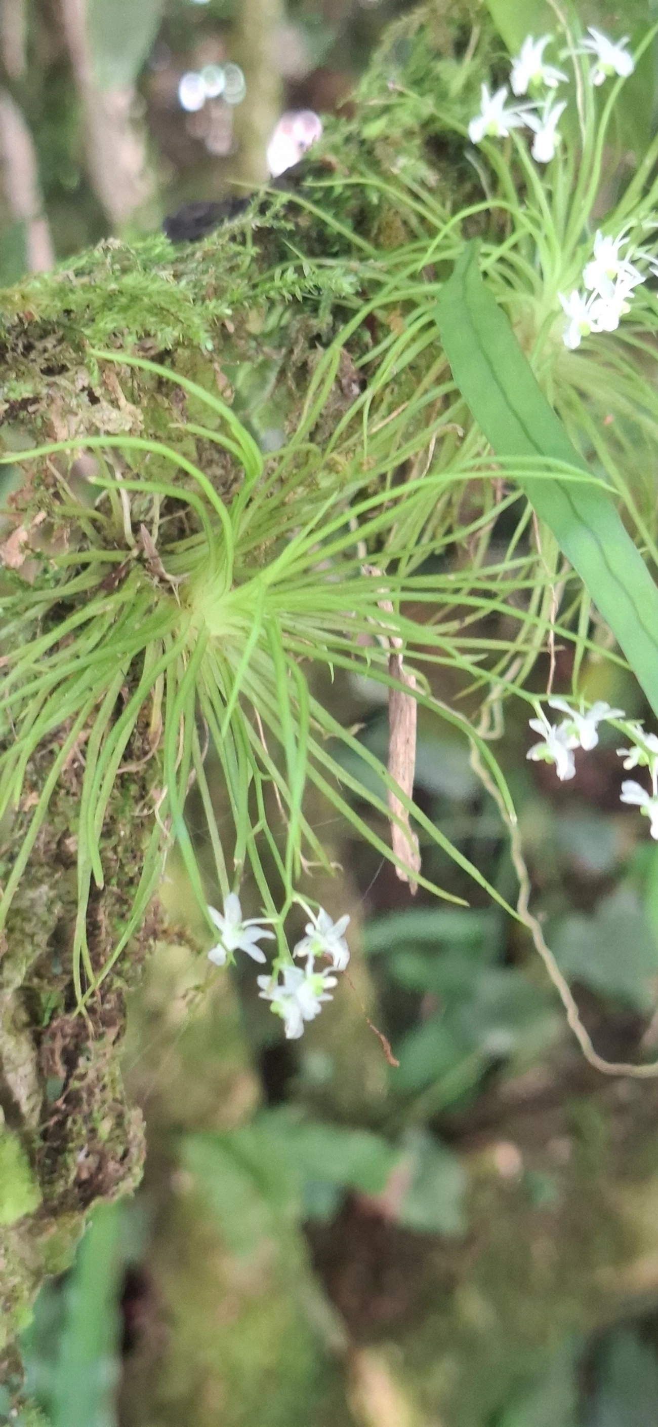 Capanêmia (Capanemia micromera), plantas, fotografado em Queluz