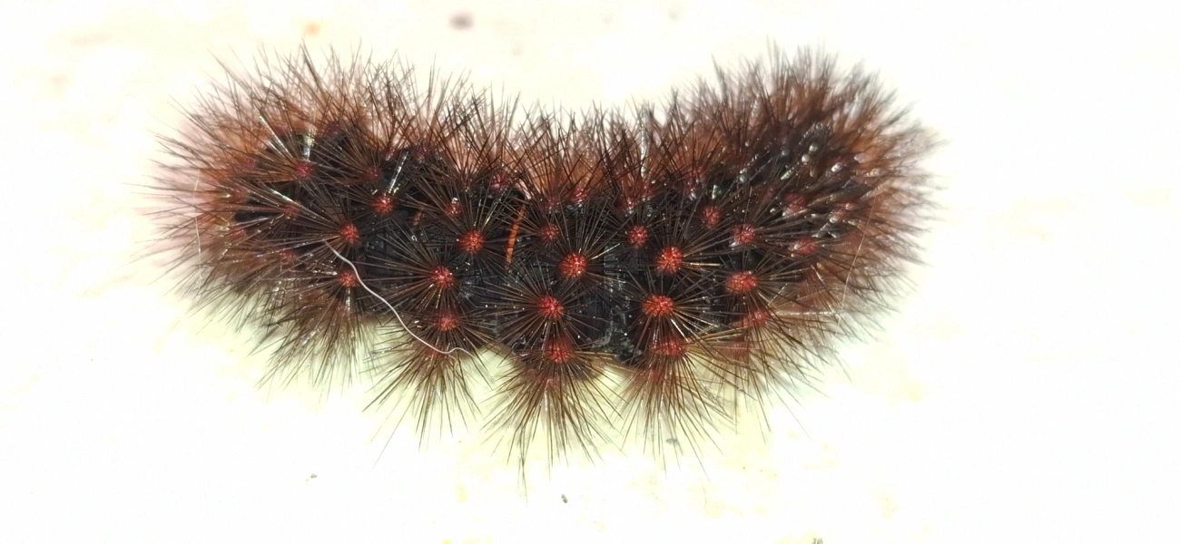 Mariposas-Leopardo (Hypercompe), insetos, fotografado em Maresias, São Sebastião