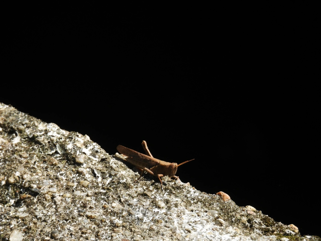 Abracris flavolineata, insetos, fotografado em Cananéia
