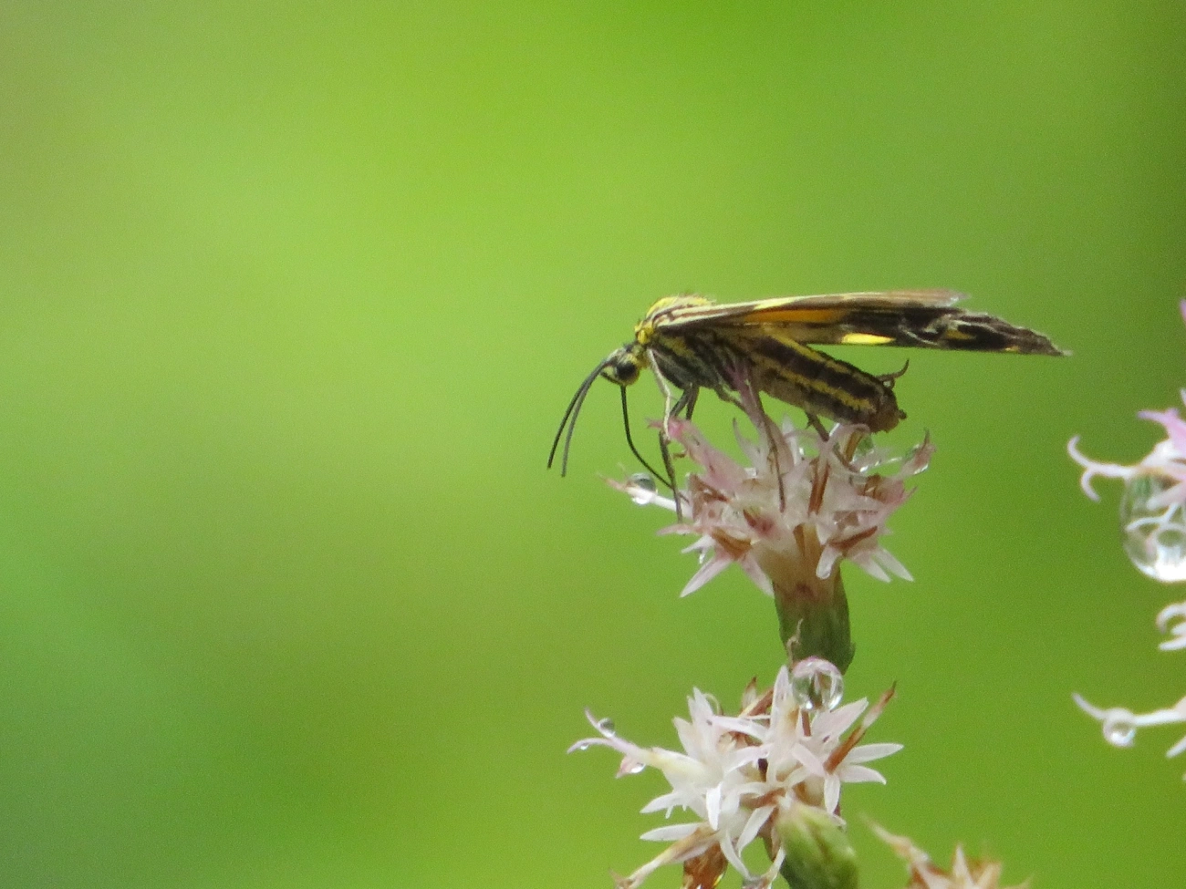 Phaeochlaena lampra, insetos, fotografado em Maresias, São Sebastião