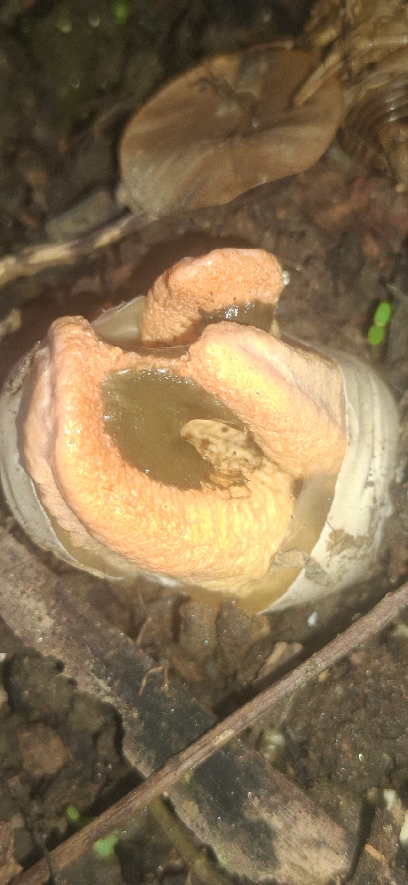 Cogumelo-fedorento-colunar (Clathrus columnatus), fungos, fotografado em Maresias, São Sebastião