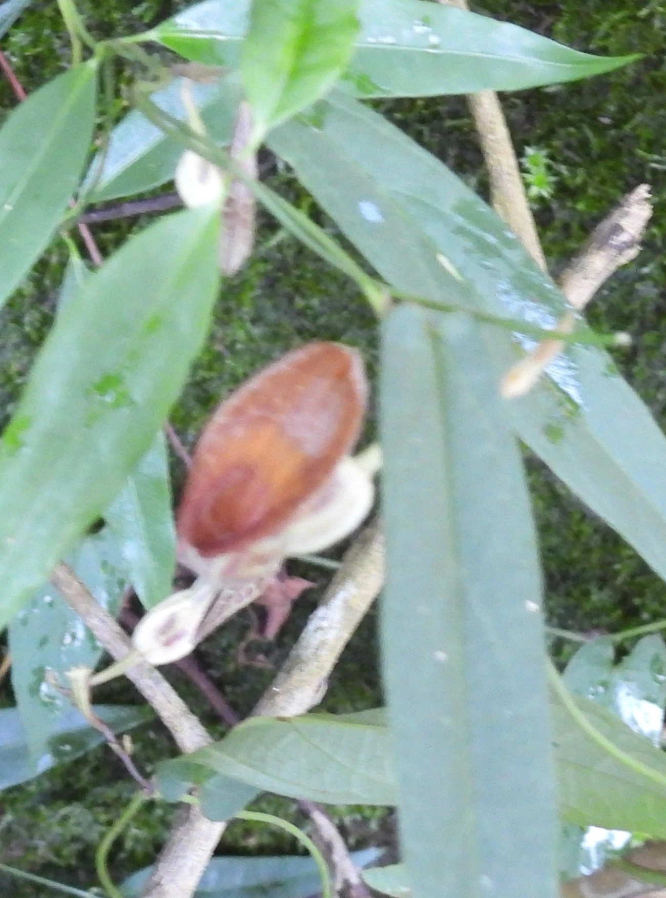 Plantas (Plantae), plantas, fotografado em Queluz