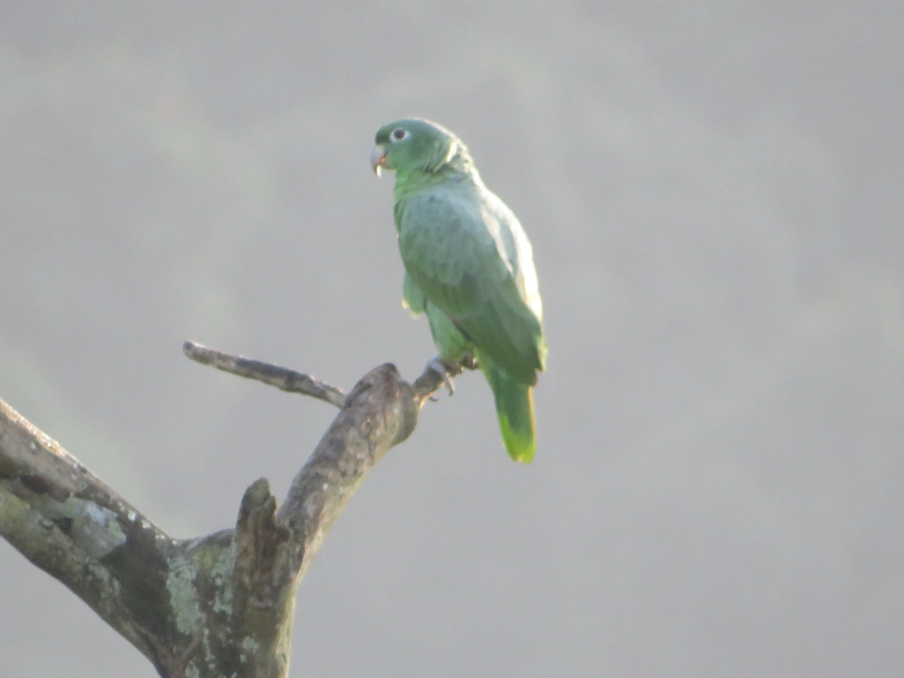 Papagaio-moleiro (Amazona farinosa), aves, fotografado em São Paulo