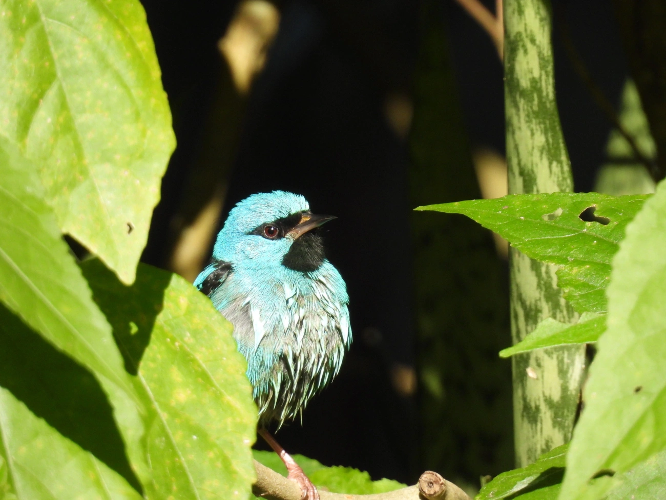 Saí-azul (Dacnis cayana), aves, fotografado em Resende