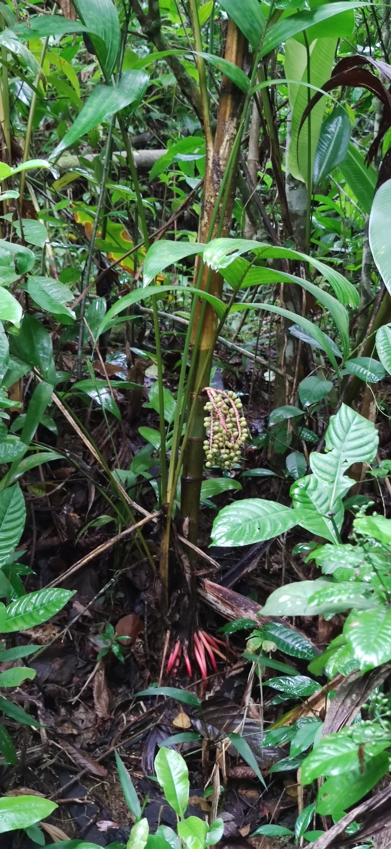 Palmeira-marfim (Pinanga coronata), plantas, fotografado em Maresias, São Sebastião