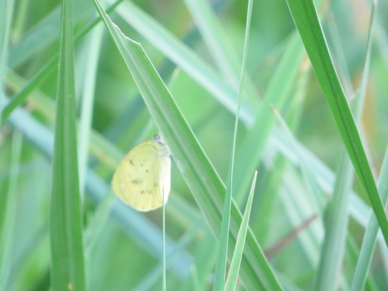 Amarelinha (Eurema nise), insetos, fotografado em Maresias, São Sebastião