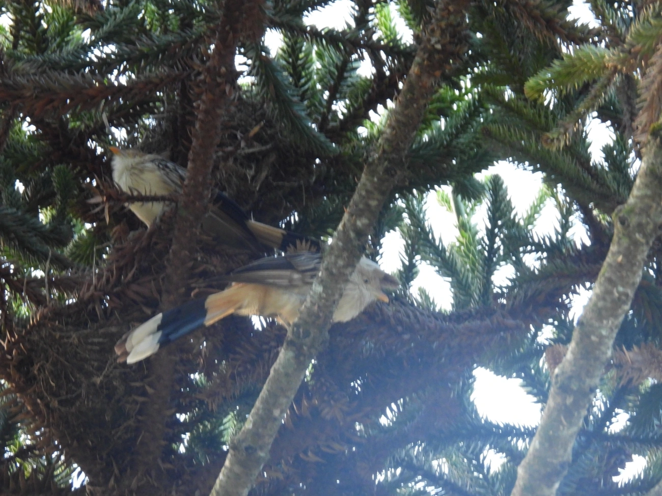 Anu-branco (Guira guira), aves, fotografado em Visconde de Mauá