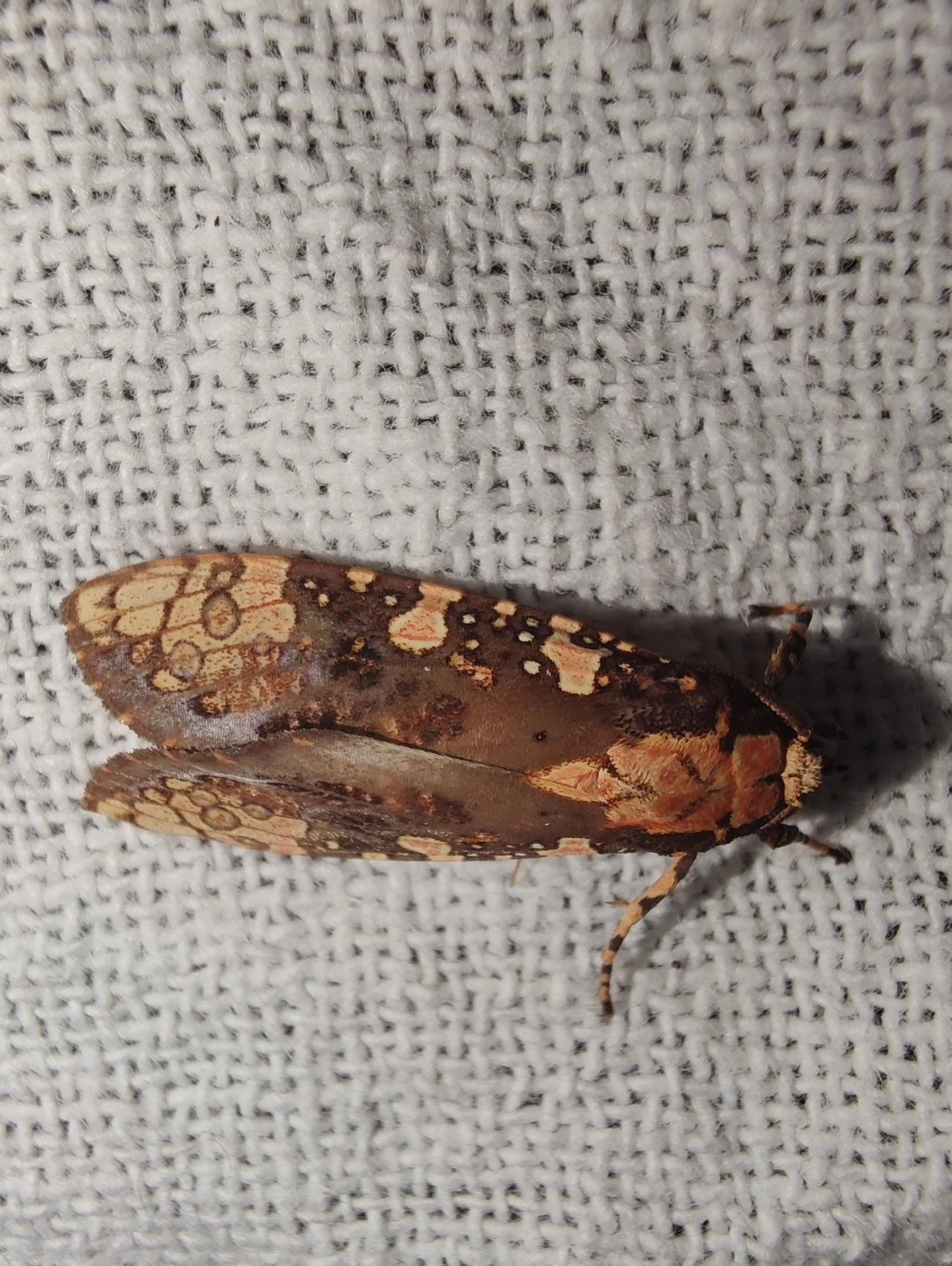 Mariposa-tigre (Cresera annulata), insetos, fotografado em Maresias, São Sebastião