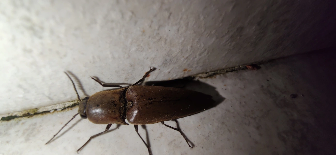 Orthostethus, insetos, fotografado em Maresias, São Sebastião