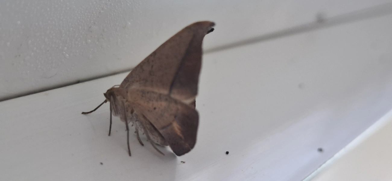 Mede-palmos (Geometridae), insetos, fotografado em Amparo