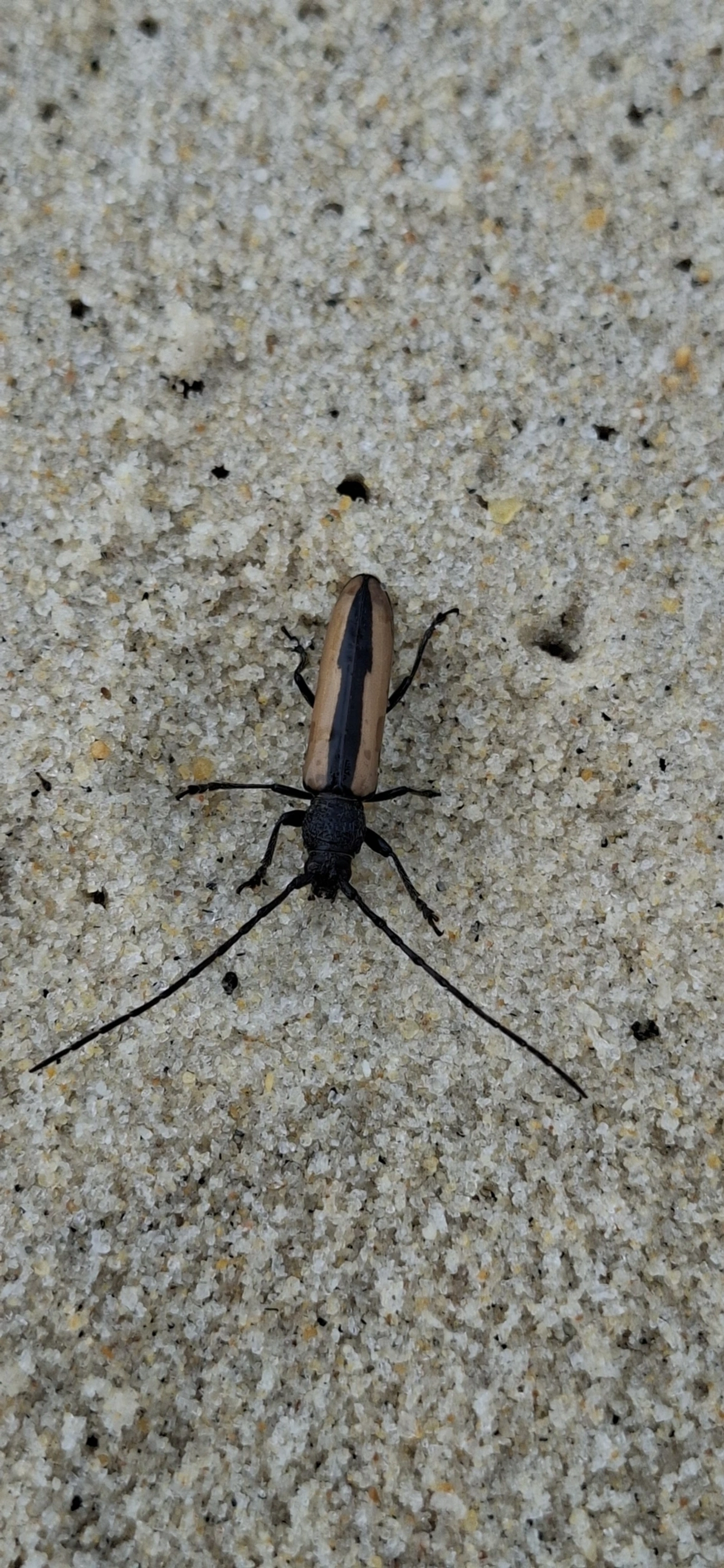 Poeciloxestia, insetos, fotografado em Maresias, São Sebastião
