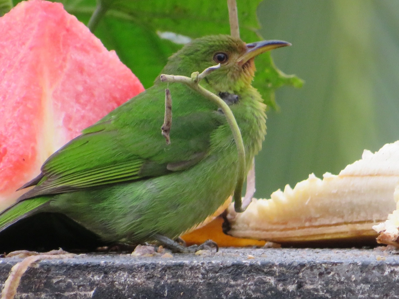 Saí-verde (Chlorophanes spiza), aves, fotografado em Maresias, São Sebastião