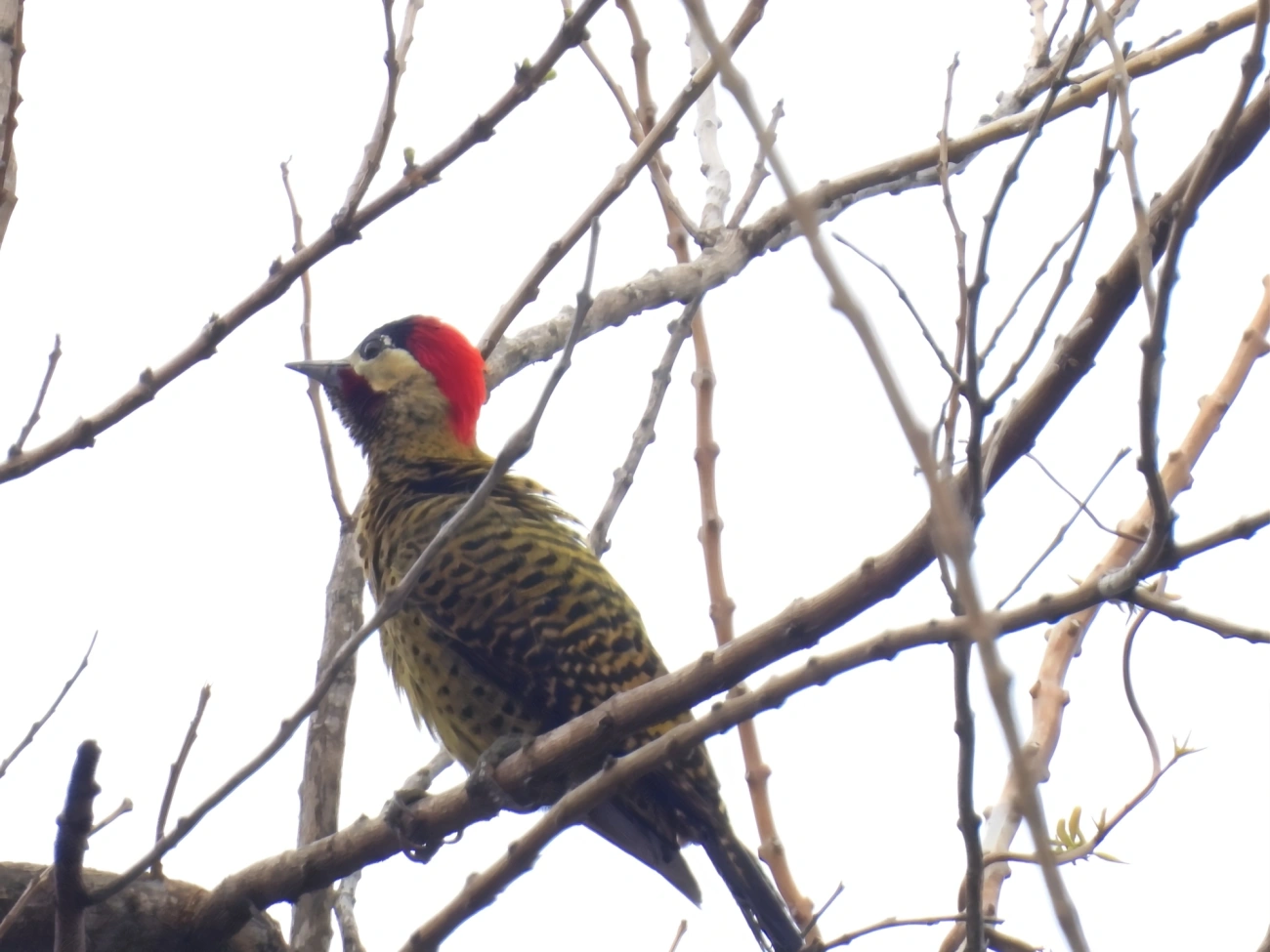 Pica-pau-verde-barrado (Colaptes melanochloros), aves, fotografado em Maresias, São Sebastião