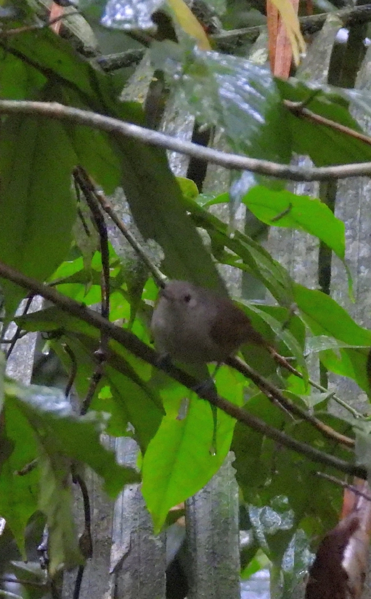 Choquinha-Cinzenta (Myrmotherula unicolor), aves, fotografado em São Sebastião