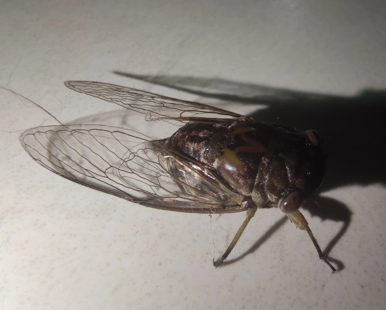 Cigarras (Cicadoidea), insetos, fotografado em Maresias, São Sebastião