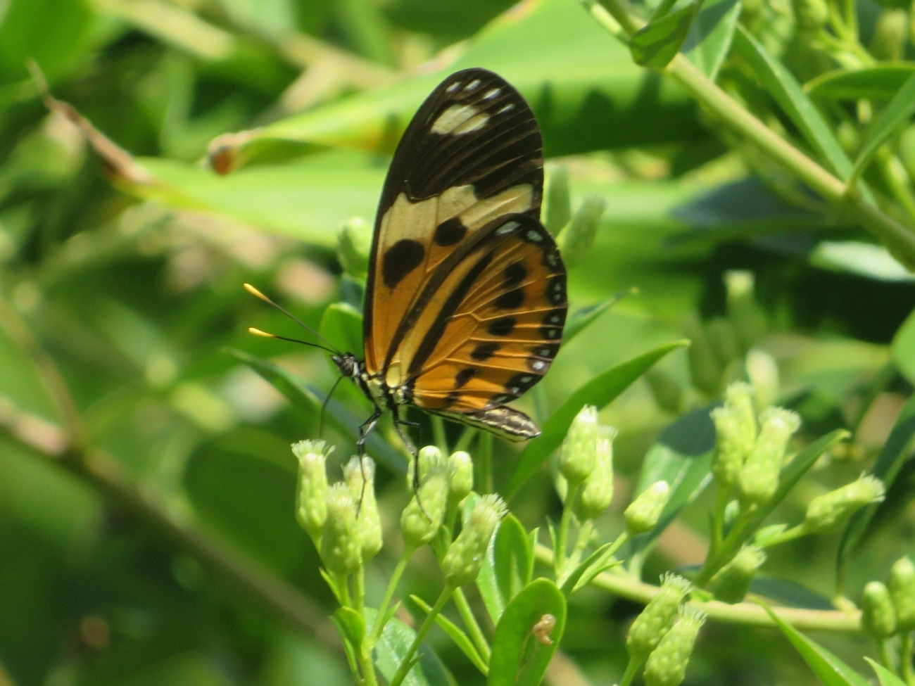 Borboleta-do-maracujá (Eueides isabella), insetos, fotografado em Maresias, São Sebastião
