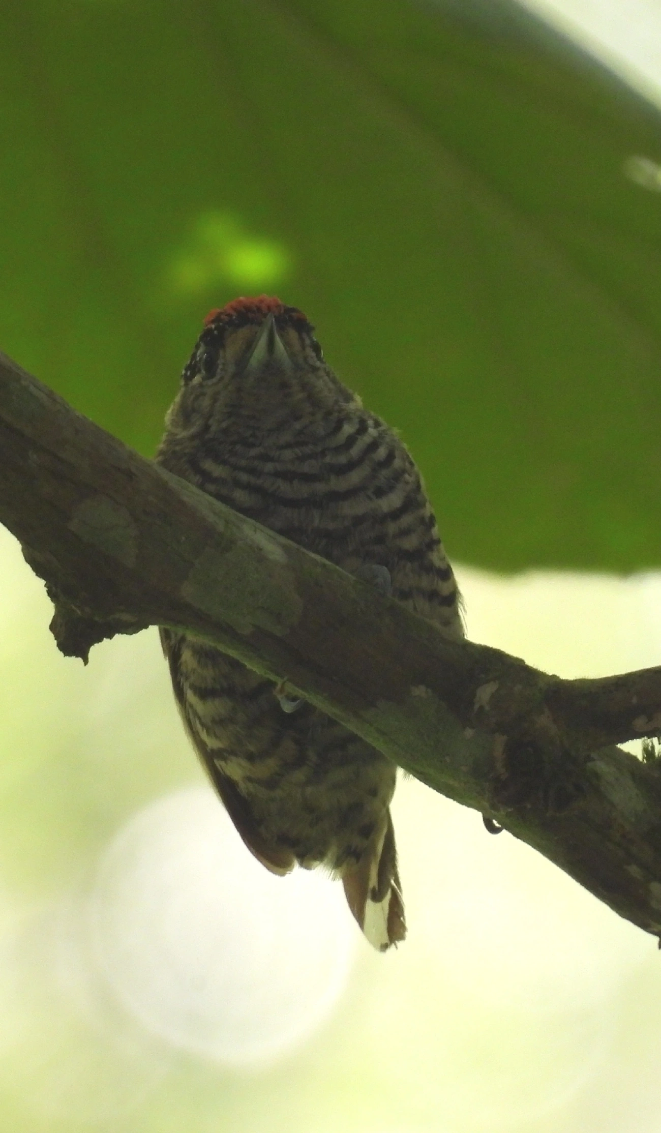 Pica-pau-anão-barrado (Picumnus cirratus), aves, fotografado em Queluz
