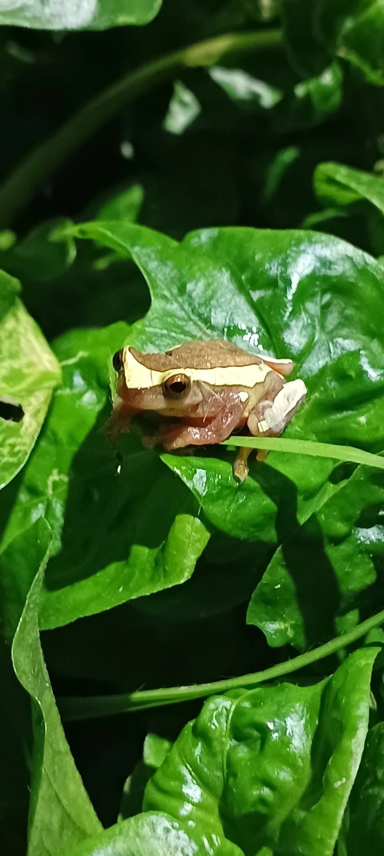 Perereca-de-moldura (Dendropsophus elegans), anfíbios, fotografado em Maresias, São Sebastião