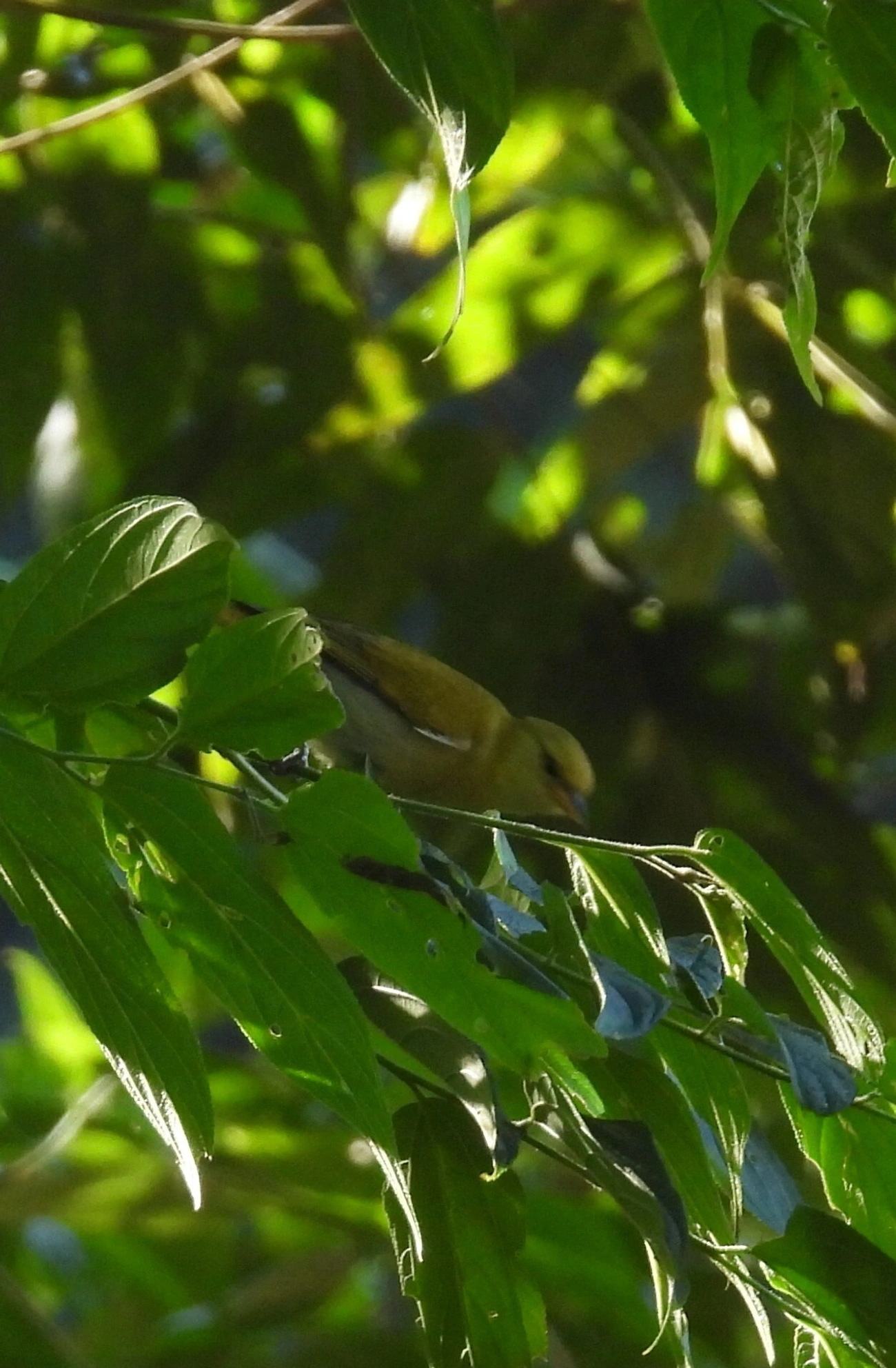 Figuinha-de-rabo-castanho (Conirostrum speciosum), aves, fotografado em Resende