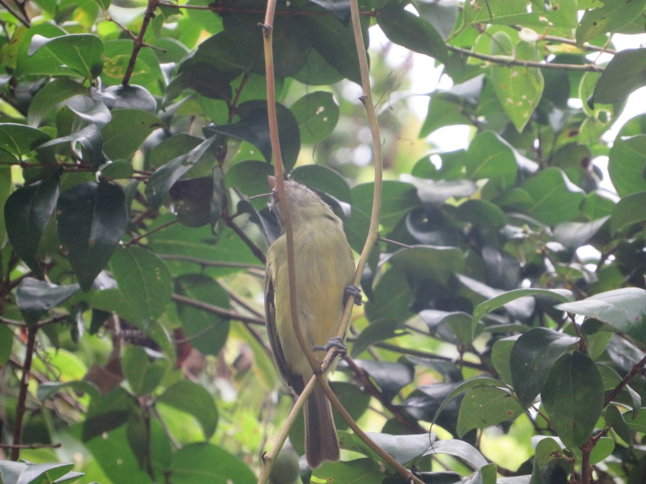 Bico-chato-de-orelha-preta (Tolmomyias sulphurescens), aves, fotografado em Maresias, São Sebastião