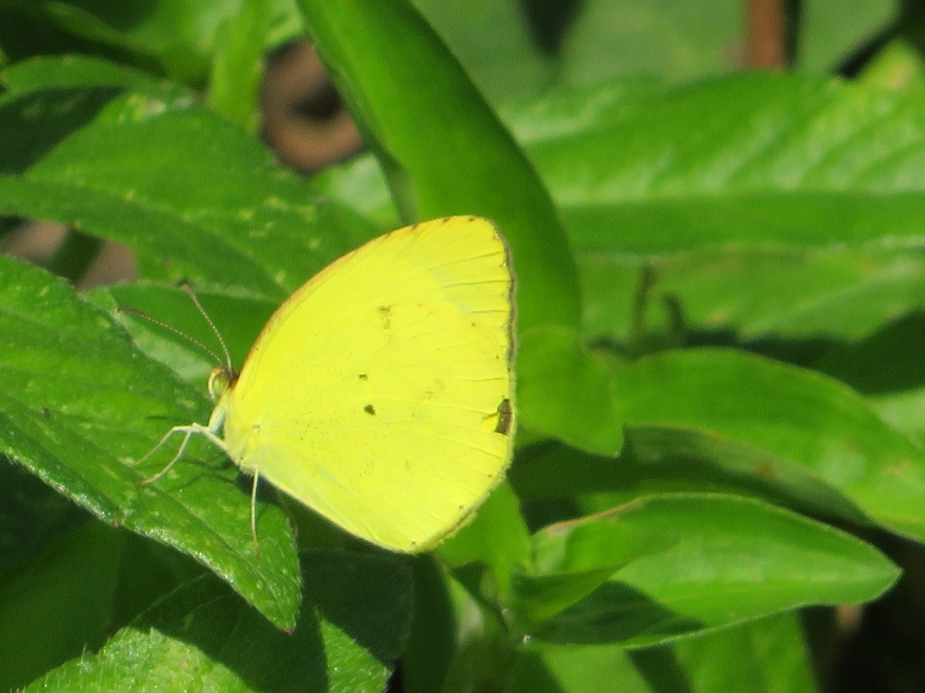 Amarelinha (Eurema nise), insetos, fotografado em Maresias, São Sebastião