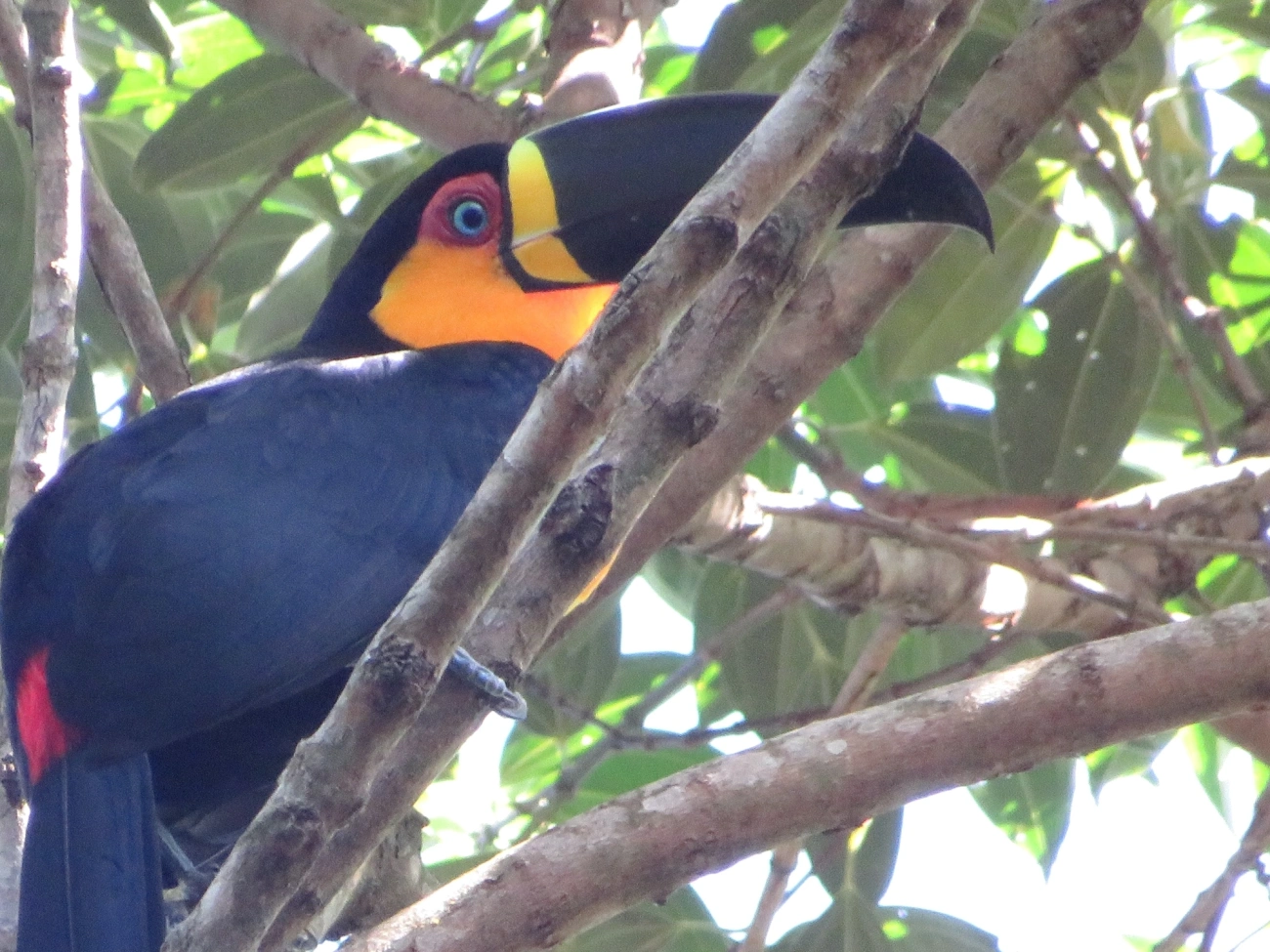 Tucano-de-ariel (Ramphastos vitellinus), aves, fotografado em São Paulo